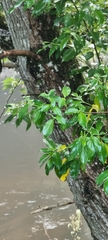 Cornus capitata