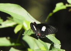 Parides anchises