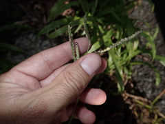 Paspalum fimbriatum