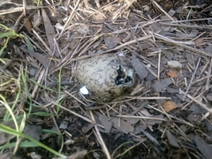 Vanellus chilensis