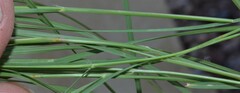 Hesperostipa comata