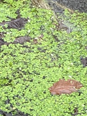 Callitriche stagnalis