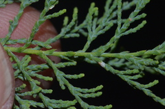 Tamarix chinensis