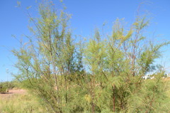 Tamarix chinensis