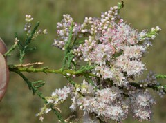 Tamarix chinensis