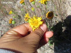 Heterotheca inuloides