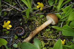 Agrocybe paludosa