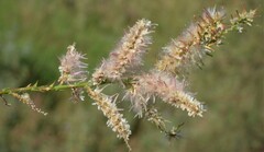 Tamarix chinensis