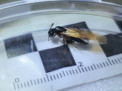 Camponotus renggeri