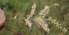 Tamarix chinensis