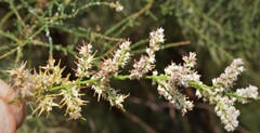 Tamarix chinensis