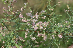 Tamarix chinensis