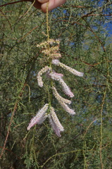 Tamarix chinensis