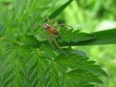 Cheiracanthium erraticum