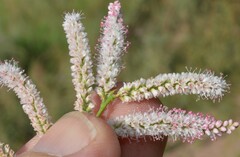 Tamarix chinensis