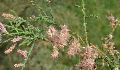 Tamarix chinensis