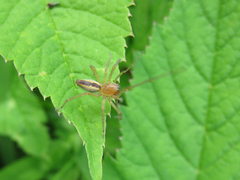 Cheiracanthium erraticum