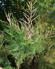 Tamarix chinensis