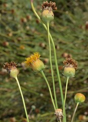 Thelesperma megapotamicum