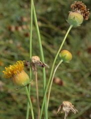Thelesperma megapotamicum