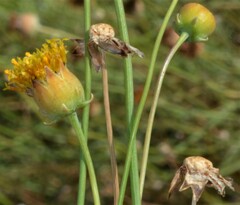 Thelesperma megapotamicum