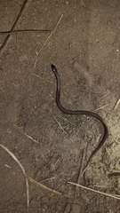 Coniophanes imperialis