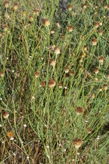 Thelesperma megapotamicum