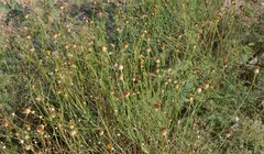 Thelesperma megapotamicum