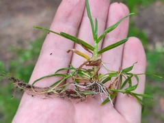 Poa supina