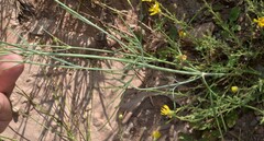 Thelesperma megapotamicum