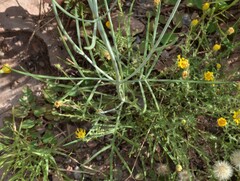Thelesperma megapotamicum