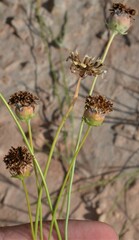 Thelesperma megapotamicum