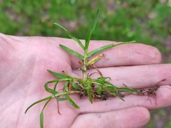 Poa supina