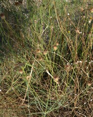 Thelesperma megapotamicum