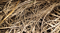 Leptodactylus fragilis