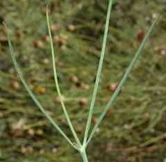 Thelesperma megapotamicum