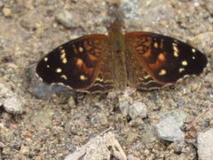 Anthanassa atronia
