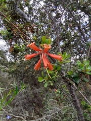 Lambertia