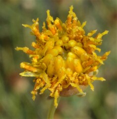 Thelesperma megapotamicum