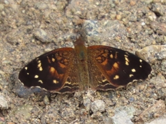 Anthanassa atronia