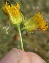 Thelesperma megapotamicum