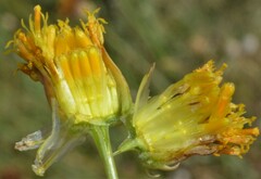 Thelesperma megapotamicum