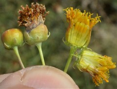 Thelesperma megapotamicum