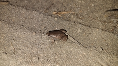 Hypopachus variolosus