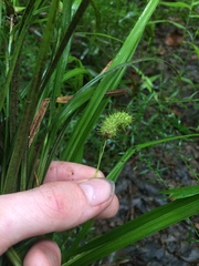 Carex typhina