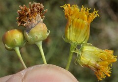 Thelesperma megapotamicum