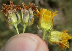 Thelesperma megapotamicum