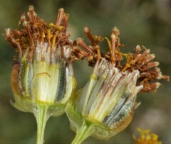 Thelesperma megapotamicum