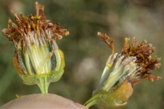 Thelesperma megapotamicum