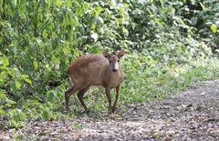 Cephalophorus natalensis natalensis